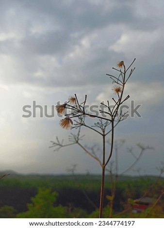 A beautiful picture of dried flower on branches