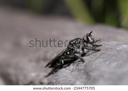 Black Horsefly (Robber fly, Mushihikiabu) like a Batman (Wildlife closeup macro photograph) 