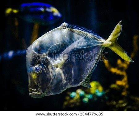 Exotic Colorful Fish Bright Vivid Glowing Aquarium Tropical