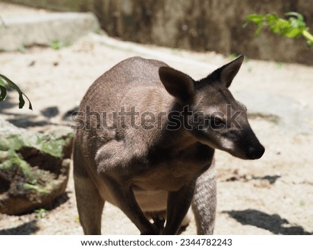 The dusky pademelon or dusky wallaby is a species of marsupial in the family Macropodidae. It is found in the Aru and Kai islands and the Trans-Fly savanna and grasslands ecoregion of New Guinea.
