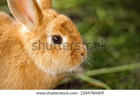 Beige hare close up. Cute bunny. Hare portrait. Cute hare portrait
