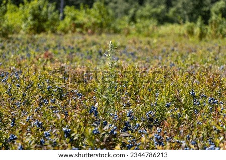 In Quebec, Canada a blueberry field with long green grass through blueberry grapes Royalty-Free Stock Photo #2344786213