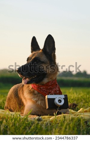 Concept pets look like people. Dog professional photographer with vintage film photo camera on tripod. German Shepherd lies on yellow blanket at sunset in summer. Dog wears red bandana, Front view.