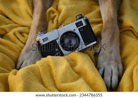 Red paws of a dog on a yellow plaid with a retro photo camera. Vintage camera and German Shepherd professional photographer. Close-up view. Vintage film photography equipment