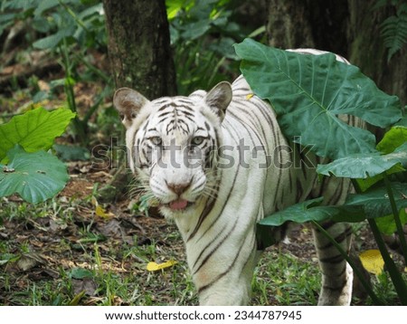 The white tiger or bleached tiger is a leucistic pigmentation variant of the mainland Asian tiger. It is reported in the wild from time to time in the Indian states of Madhya Pradesh, Assam.