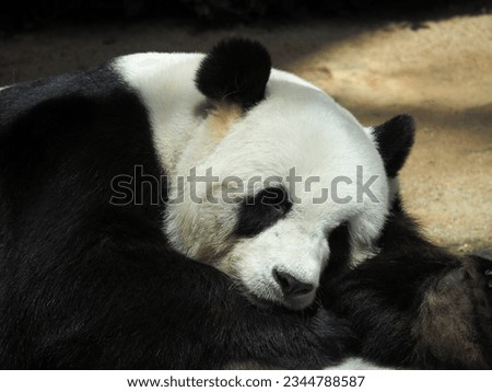 a close up panda picture, The giant panda is a bear species endemic to China. It is characterised by its bold black and white coat and rotund body. 