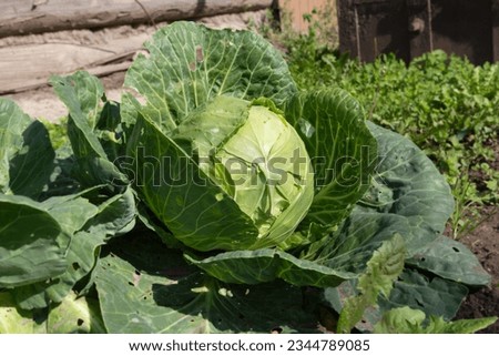 Gardening and agriculture concept Cabbage grows in the garden near the house - stock photo