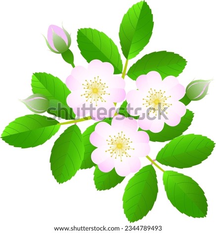 Clip art of wild rose blooming in spring
