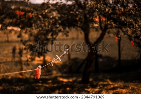 Rope with clothespins attached to a tree in a country yard.