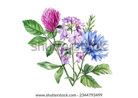 Bouquet of wildflowers, watercolor botanical illustration. Colorful floral illustration. clover and cornflower