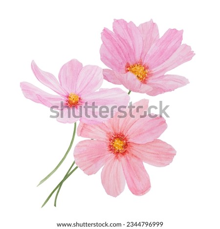 Pink Cosmos watercolor illustration. Hand drawn botanical painting, floral sketch. Colorful flower clipart for summer or autumn design of wedding invitation, print, greeting, sublimation, textile