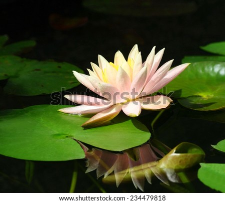pink lotus flower on the water ,Beautiful Pink Lotus, water plant with reflection in a pond