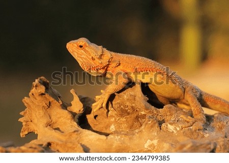 Bearded dragons is a lizard that lives in dry areas of Australia.