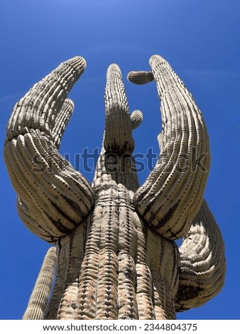 Arizona Cactus Pointing Towards the Sky