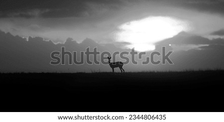 Roe deer at sunset. Capreolus capreolus. Majestic roe deer standing on the horizon at sunset. Black and white photos.