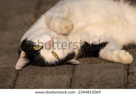 potrait image of a black and white colored cat with green eyes