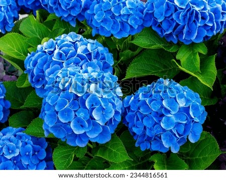 detail of a blue Hydrangea or hortensia flowers (Hydrangea Macrophylla) with blurred background Royalty-Free Stock Photo #2344816561