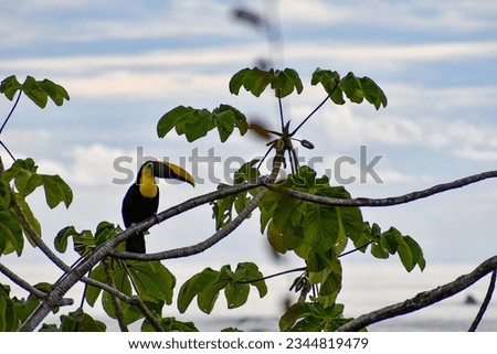 Toucan in a Tree, Costa Rica Pacific coast