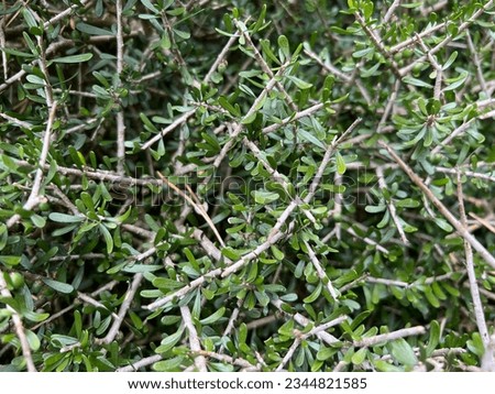 Melicytus alpinus 'Pygmaea' (Mahoe porcupine shrub).  New Zealand flora