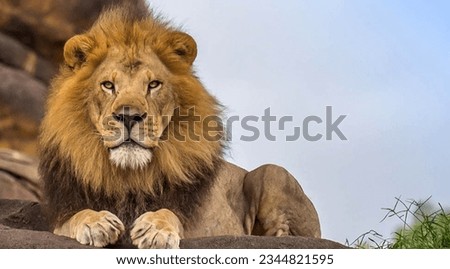 World lion day image of Asiatic lion 
