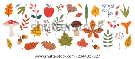 Hand drawn vector set autumn elements. Fall leaves, mushrooms, maple, acorns, berries, oak, rowan. Colored trendy illustration. Autumn floral stickers. Flat design.  Royalty-Free Stock Photo #2344827327