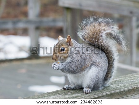 A grey squirrel perched on a fence with bird seeds.