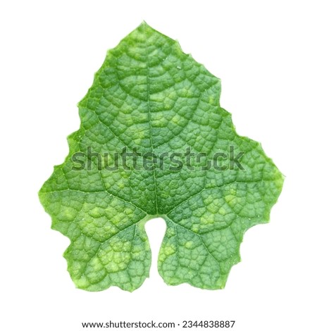 Green Leaf isolated on with background