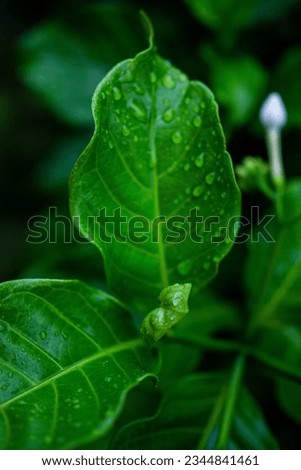 Tropical leaves, abstract green leaves texture