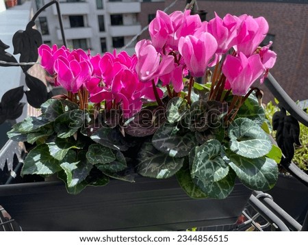 Vibrant pink purple Cyclamen flowers in balcony terrace garden close up, floral wallpaper background with blooming pink cyclamen Royalty-Free Stock Photo #2344856515