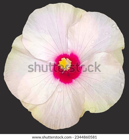 All kinds Hibiscus rosa-sinensis, Shoeblackplant , China rose all color flower background remove white  black   