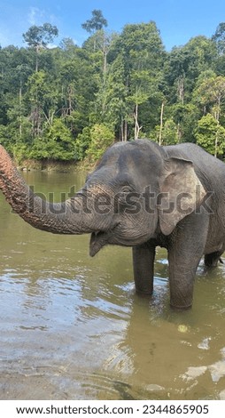 A picture of an elephant playing in the river