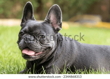 French Bulldog enjoys summer in the garden Royalty-Free Stock Photo #2344868313