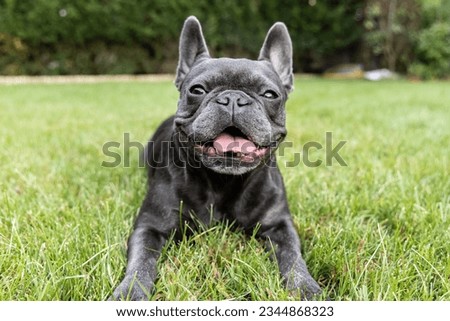 French Bulldog enjoys summer in the garden Royalty-Free Stock Photo #2344868323