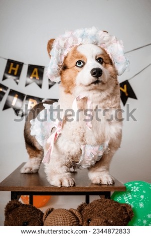 dog taking birthday photo on white background