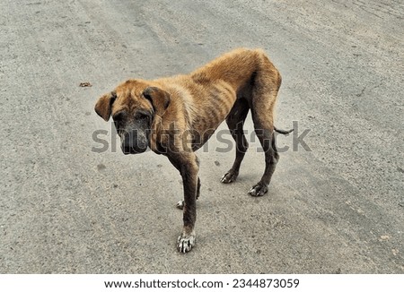 A stray dog ​​starving and emaciated without strength Royalty-Free Stock Photo #2344873059