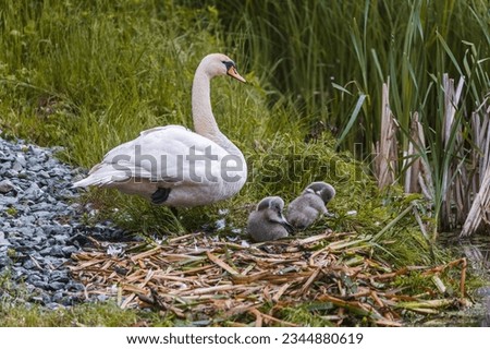 Beautiful Swan Cygnus olor with cygnet sitting on the gras