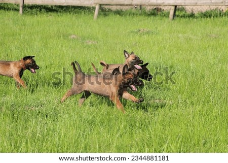 small group of malinois puppies running after mother in garden Royalty-Free Stock Photo #2344881181