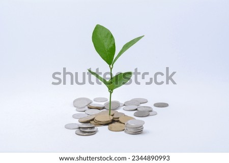 Tree growing on gold and silver coins , investing with small amounts of money coin savings Royalty-Free Stock Photo #2344890993