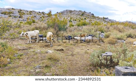 Pasture of cows in the mountains near Bar, Cows rest and graze at the same time, In the mountains in the vicinity of the city, a bar was seen like this, it was unexpected