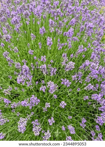 English lavender (Lavandula angustifolia) is a flowering plant in the family Lamiaceae, native to the western Mediterranean, primarily the Pyrenees and other mountains in northern Spain. Royalty-Free Stock Photo #2344895053