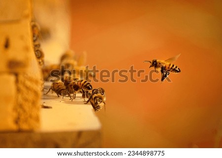 Beekeeping or apiculture, care of the bees, working hand on honey, apiary (also bee yard) with beehives and working beekeepers in australian outback, honey bee on the honeycomb or flying home. Royalty-Free Stock Photo #2344898775