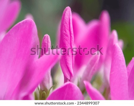 Photo of a pink flower with a blurred background.