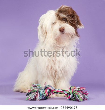 Boomer puppy with a coloured toy on a purple background