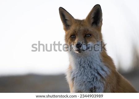 Red fox at the Amsterdamse Waterleidingduinen, Netherlands