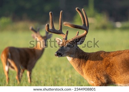 Large white-tailed deer buck with velvet on its antlers in Tennessee Royalty-Free Stock Photo #2344908801