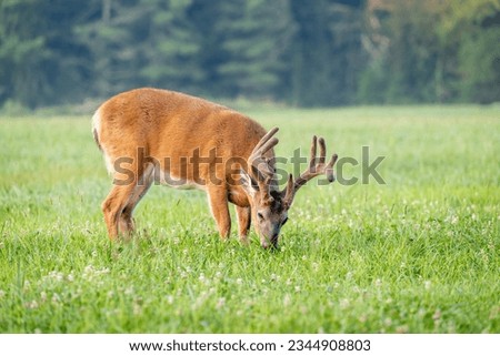 Large white-tailed deer buck with velvet on its antlers grazing in Tennessee Royalty-Free Stock Photo #2344908803