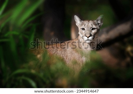 Cougar, mountain lion, puma on dark natural background