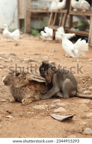 The monkey's soft, trembling little hands hug the rabbit's soft body tightly, creating a peaceful picture of cross-species friendship.