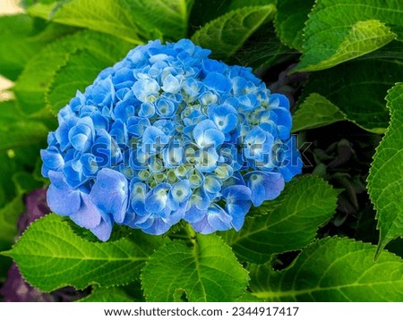 detail of a blue Hydrangea or hortensia flowers (Hydrangea Macrophylla) with blurred background Royalty-Free Stock Photo #2344917417