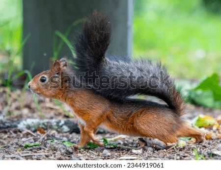 Cute red squirrel. Squirrel in the greens. Close-up image of squirrel.